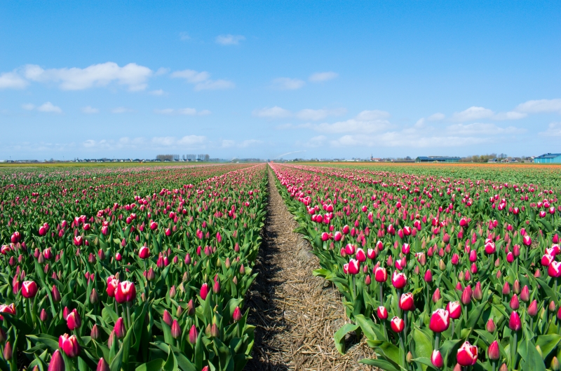 Libertas Pascal tulpenbollenpapier teeuwen 7 Libertas Pascal tulpenbollenpapier teeuwen 7